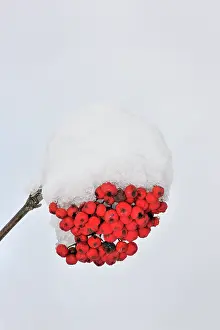 Sorbus: European Rowan