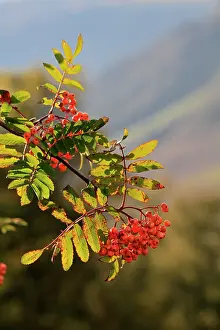 Sorbus: European Rowan - berries