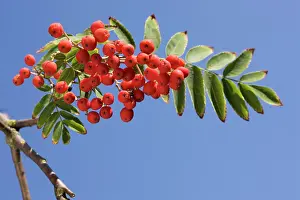 Rowans: European Rowan - with fruit