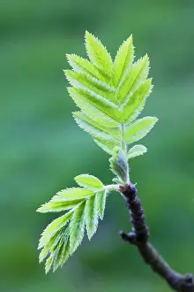 Rowans: European Rowan - leaves
