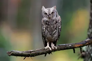 Scops: European scops owl (Otus scops), adult, on tree