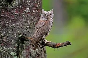 Scops: European scops owl (Otus scops), adult, on tree