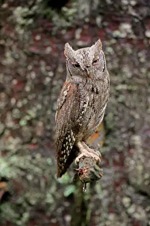 Scops: European scops owl (Otus scops), adult, on tree