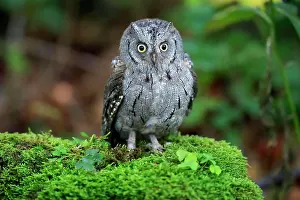 Otus: European scops owl (Otus scops), adult, on tree