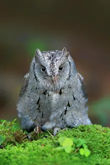 Otus: European scops owl (Otus scops), adult, on tree