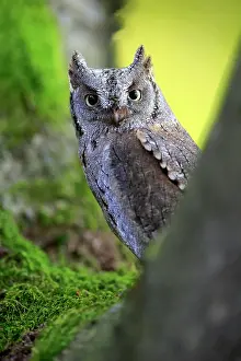 Otus: European scops owl (Otus scops), adult, on tree