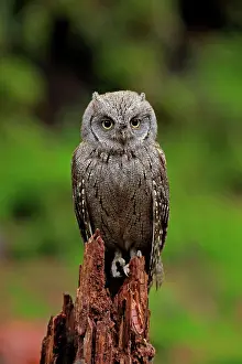 Scops: European scops owl (Otus scops), adult, waiting