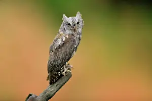 Scops: European scops owl (Otus scops), adult, waiting