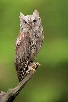Scops: European scops owl (Otus scops), adult, waiting