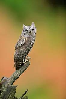 Scops: European scops owl (Otus scops), adult, waiting