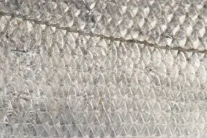 Nieuwe: European Sea Bass