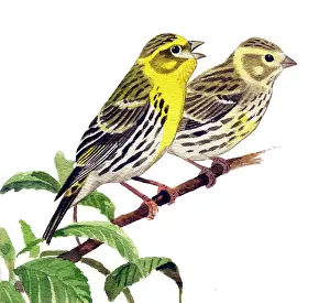 Serin: European Serin