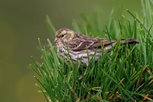 Leon: European serin