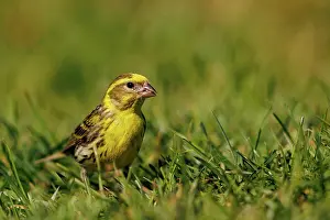 Leon: European serin