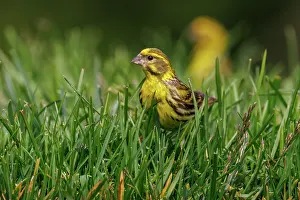 Leon: European serin