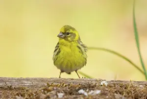 Passereau: EUROPEAN SERIN