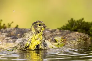 Puddle: European Serin (Serinus serinus) bathing, Madrid