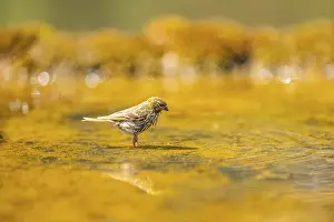 Pools: European serin (Serinus serinus) female bathing in a water pool