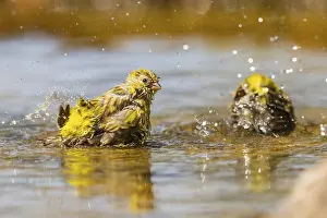 Pool: European serin (Serinus serinus) female bathing in a water pool