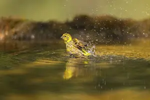 Pool: European serin (Serinus serinus) female bathing in a water pool