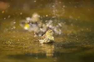 Pool: European serin (Serinus serinus) female bathing in a water pool