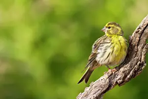 Alicante: European Serin (Serinus serinus) male on a branch