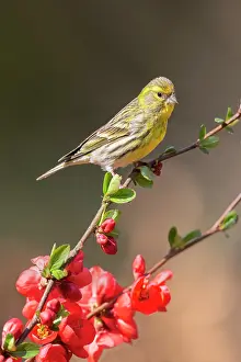Lorraine: European Serin (Serinus serinus), Male on a flowering