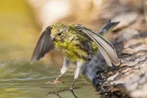 Pool: European serin (Serinus serinus) male flying at a water pool