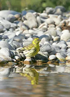 Serins: European Serin - in winter