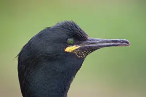 Rspb: European Shag