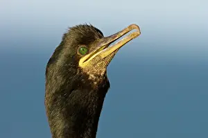 Ledge: European Shag