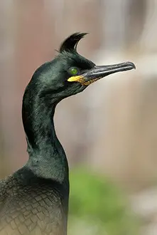 Aristotelis: European Shag