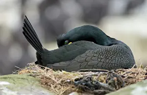 Aristotelis: European Shag
