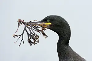Rspb: European Shag