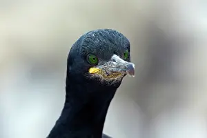 Rspb: European Shag