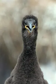 Rspb: European Shag