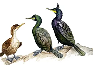 Aristotelis: European Shag