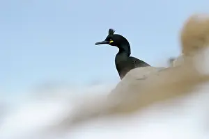 Aristotelis: European Shag