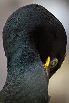 Phalacrocorax: European Shag - adult portrait