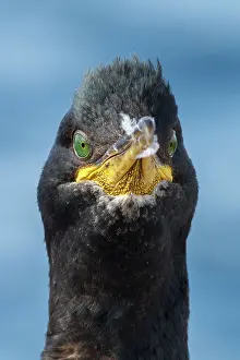 Phalacrocorax: European Shag - adult portrait