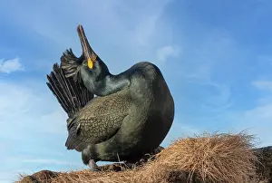 Shout: European shag or common shag (Phalacrocorax aristotelis)