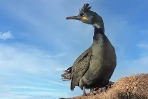 Shout: European shag or common shag (Phalacrocorax aristotelis)