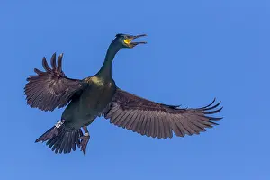 Population: European shag or common shag (Phalacrocorax aristotelis)