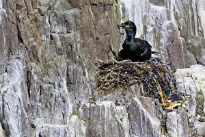 Brooding: European Shag (Phalacrocorax aristotelis) on its