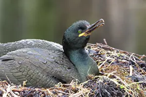 Brooding: European Shag (Phalacrocorax aristotelis) on its