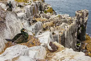 Brooding: European Shag (Phalacrocorax aristotelis) on its