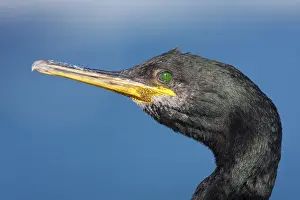 Majorca: European Shag (Phalacrocorax aristotelis), Mallorca, Spain