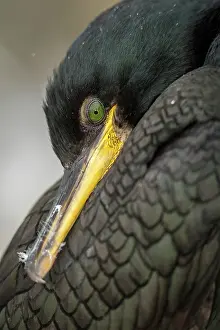 Shags: European Shag (Phalacrocorax aristotelis) - close