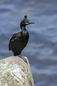 Coat: European shag (Phalacrocorax aristotelis), common