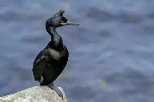 Coat: European shag (Phalacrocorax aristotelis), common
